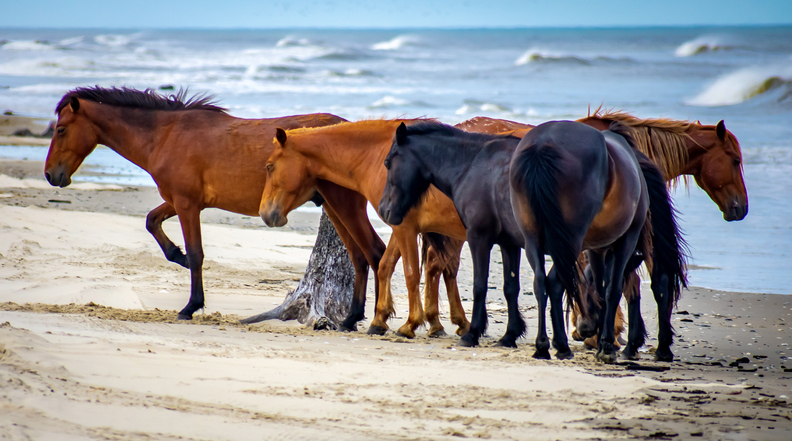 the wild horses of the Outer Banks