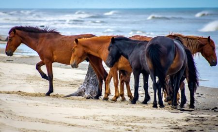 Corolla horses - where do they go?