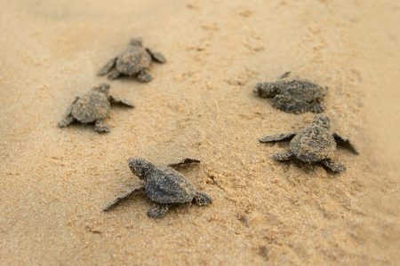 baby sea turtles OBX NC